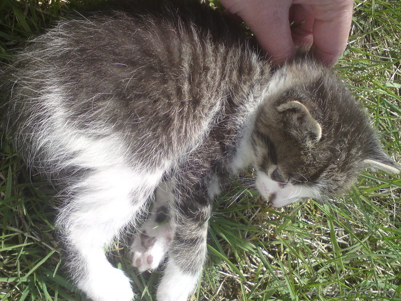 Добрые котята!!! - Изображение #2, Объявление #266071