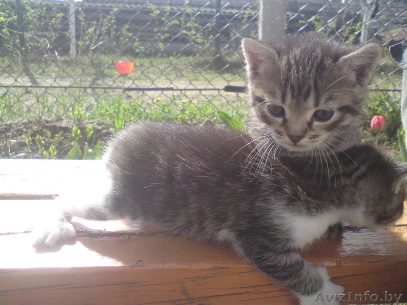 Добрые котята!!! - Изображение #3, Объявление #266071