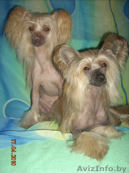 Китайска Хохлатая собачка щенки - Изображение #8, Объявление #266113