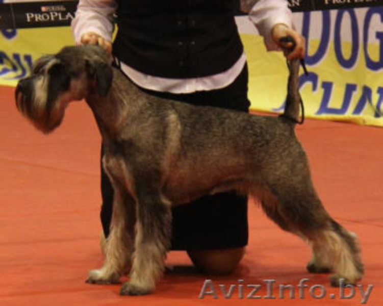 щенки миттельшнауцера окраса перец с солью - Изображение #3, Объявление #263030