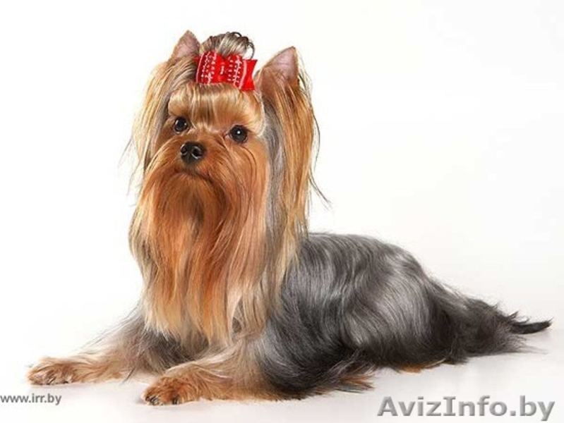 продаются щенки йорка  - Изображение #3, Объявление #278427
