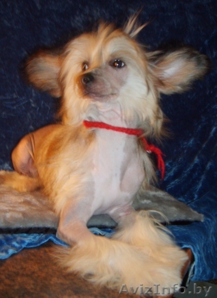 Китайска Хохлатая собачка щенки - Изображение #4, Объявление #266113