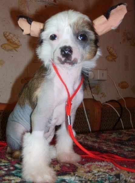 Китайска Хохлатая собачка щенки - Изображение #5, Объявление #266113