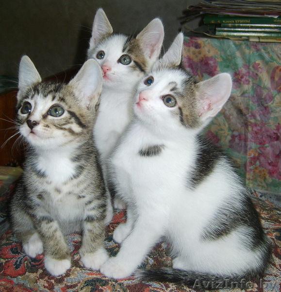 Чудесные котята в хорошие руки! - Изображение #1, Объявление #255926