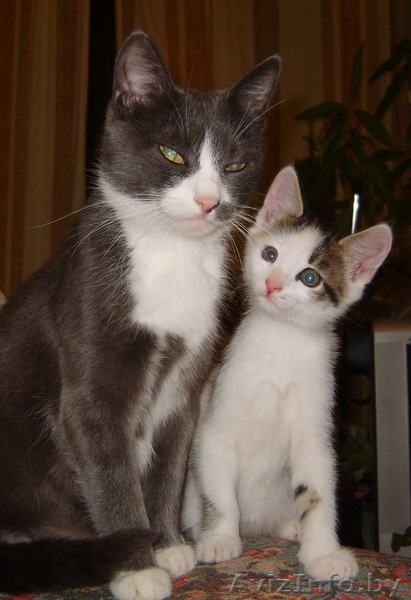 Чудесные котята в хорошие руки! - Изображение #3, Объявление #255926