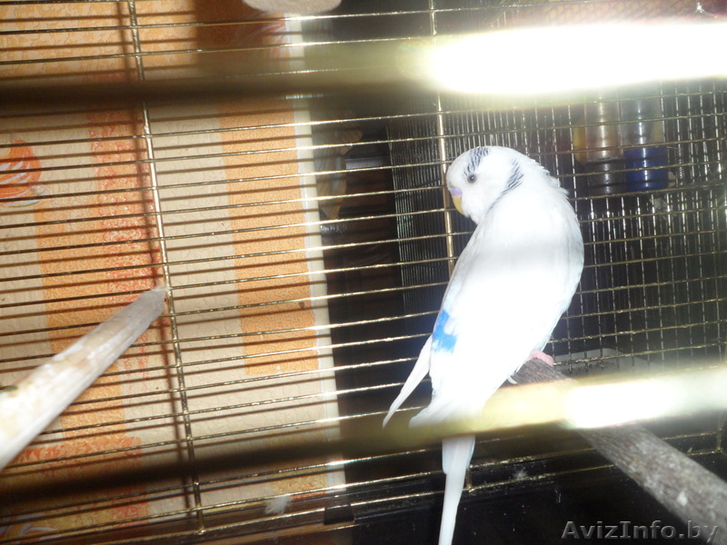 продам волнистого попугая                  - Изображение #3, Объявление #269957