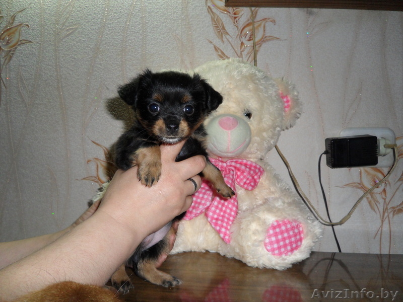 той-терьера щенка - Изображение #1, Объявление #266572