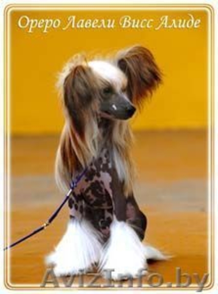 Китайска Хохлатая собачка щенки - Изображение #9, Объявление #266113