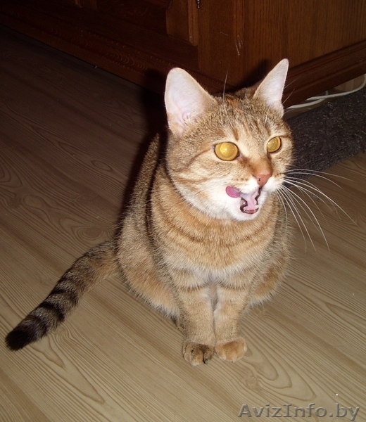 Кошечку оставил хозяин уехав в Россию на ПМЖ. - Изображение #2, Объявление #249079