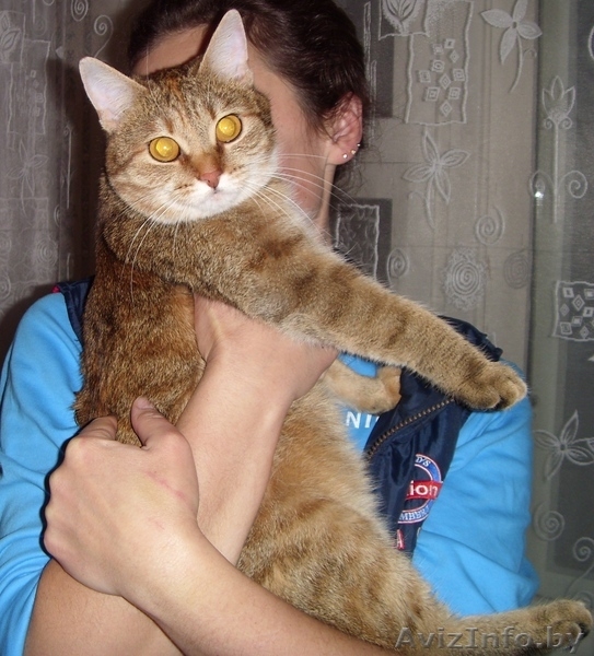 Кошечку оставил хозяин уехав в Россию на ПМЖ. - Изображение #3, Объявление #249079