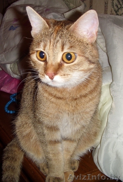 Кошечку оставил хозяин уехав в Россию на ПМЖ. - Изображение #1, Объявление #249079