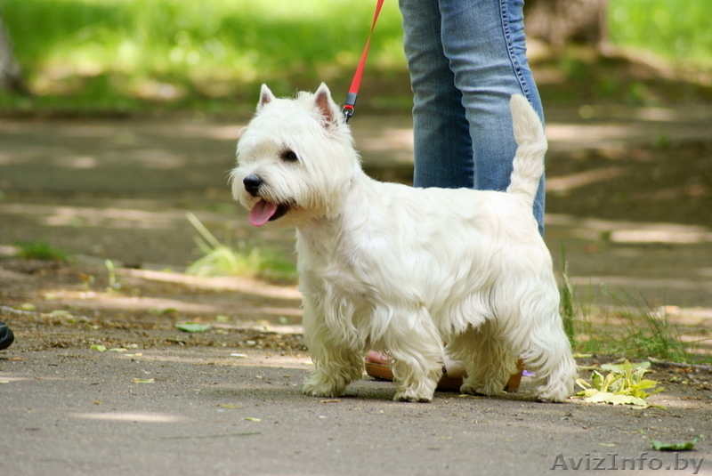 Вест хайленд уайт терьер - Изображение #1, Объявление #252088