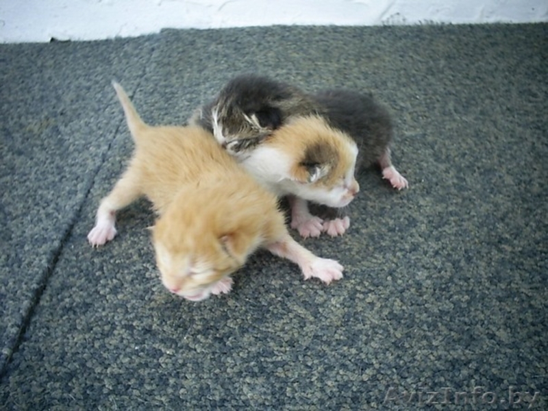 Спасите новорожденных котят! - Изображение #1, Объявление #274102