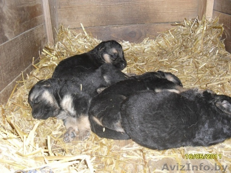 Щенки немецкой овчарки,для охраны - Изображение #2, Объявление #263926