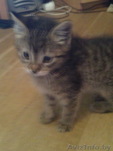 Отдам котенка в добрые руки! - Изображение #1, Объявление #270455