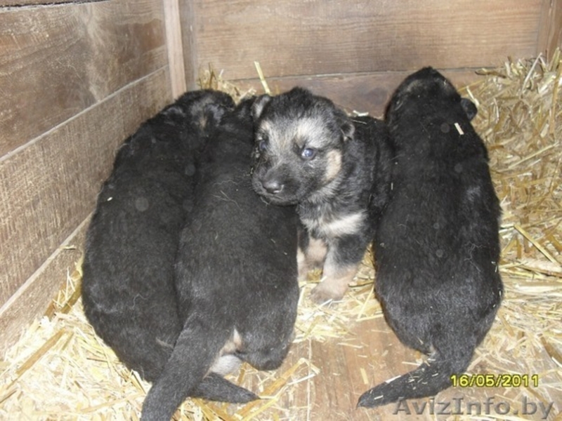 Щенки немецкой овчарки,для охраны - Изображение #1, Объявление #263926