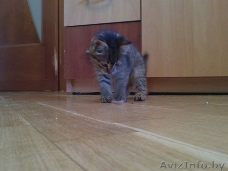 Отдам котенка в добрые руки! - Изображение #2, Объявление #270455