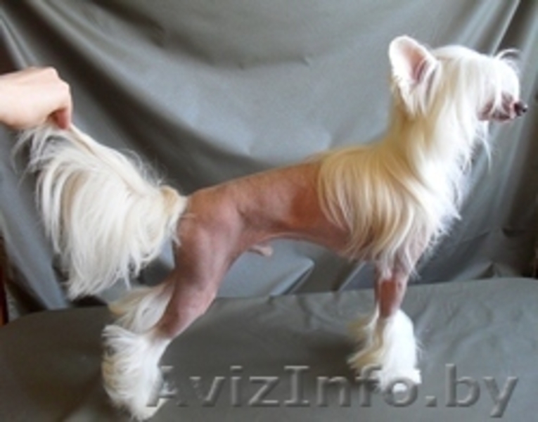 китайская хохлатая собака Вязка - Изображение #2, Объявление #282091