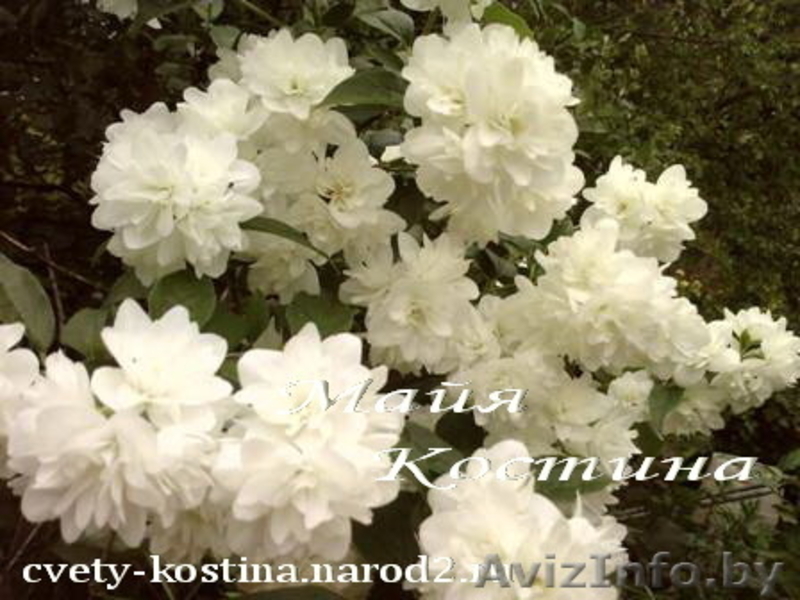 Декоративные кустарники - Изображение #1, Объявление #299301