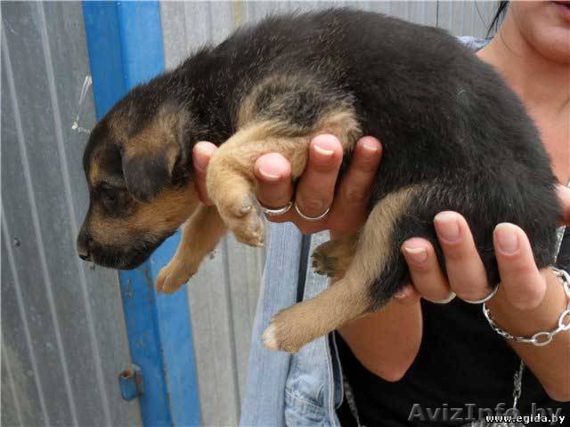 Забирая одного из них - ты сохраняешь жизнь! - Изображение #1, Объявление #303049