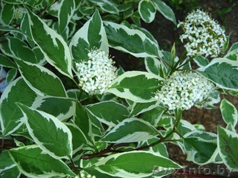 Декоративные кустарники - Изображение #2, Объявление #299301