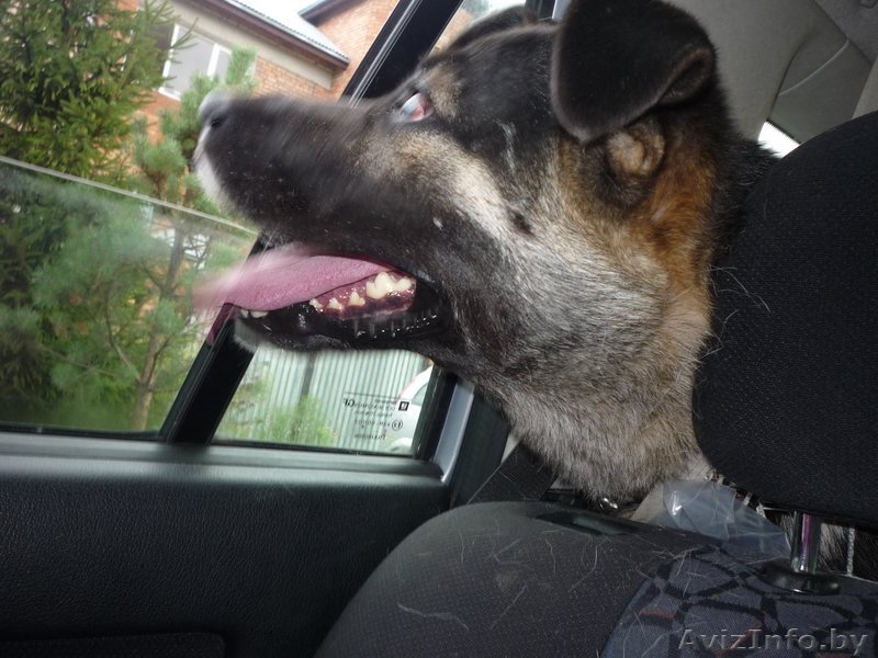 Невероятно красивый слепой пес просит Вас о помощи!!!! - Изображение #3, Объявление #300759