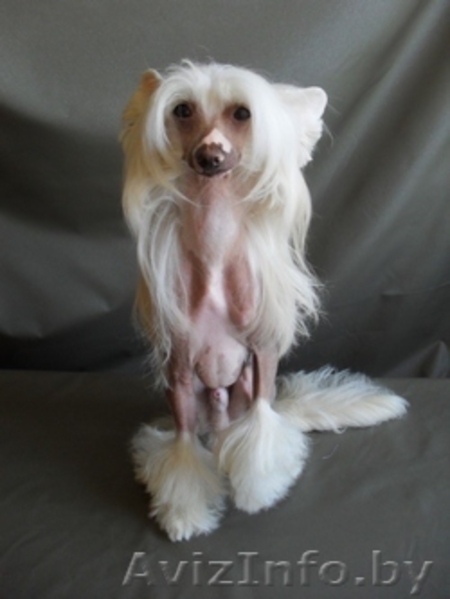 китайская хохлатая собака Вязка - Изображение #1, Объявление #282091