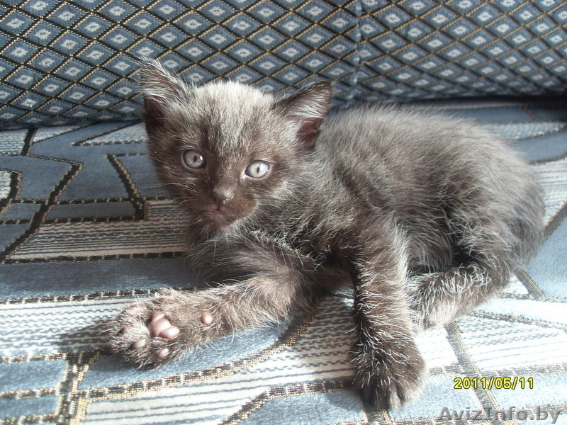 Котенок ищет семью - Изображение #1, Объявление #291203