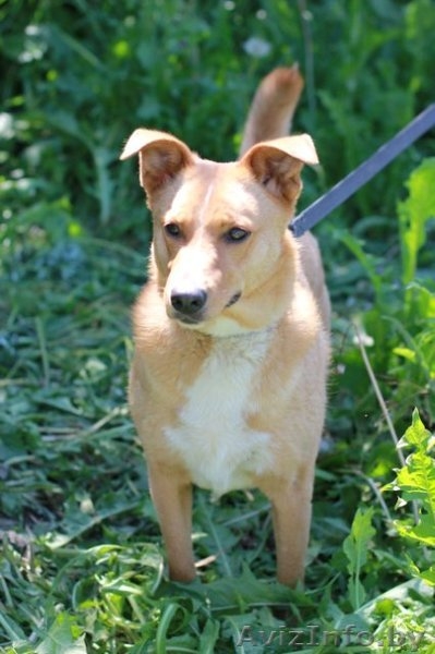 В дар! Собачка Ханка – ласковое рыжее солнышко. - Изображение #1, Объявление #303687