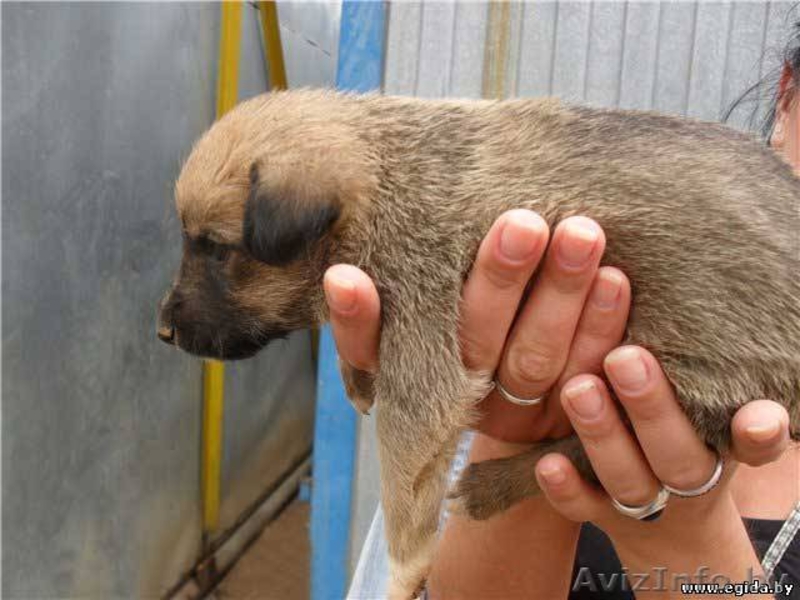 Забирая одного из них - ты сохраняешь жизнь! - Изображение #3, Объявление #303049