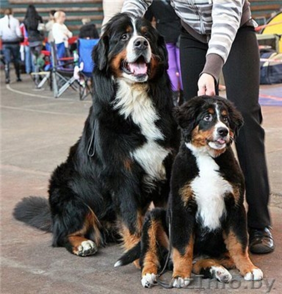 Швейцарская горная овчарка - Изображение #2, Объявление #285617