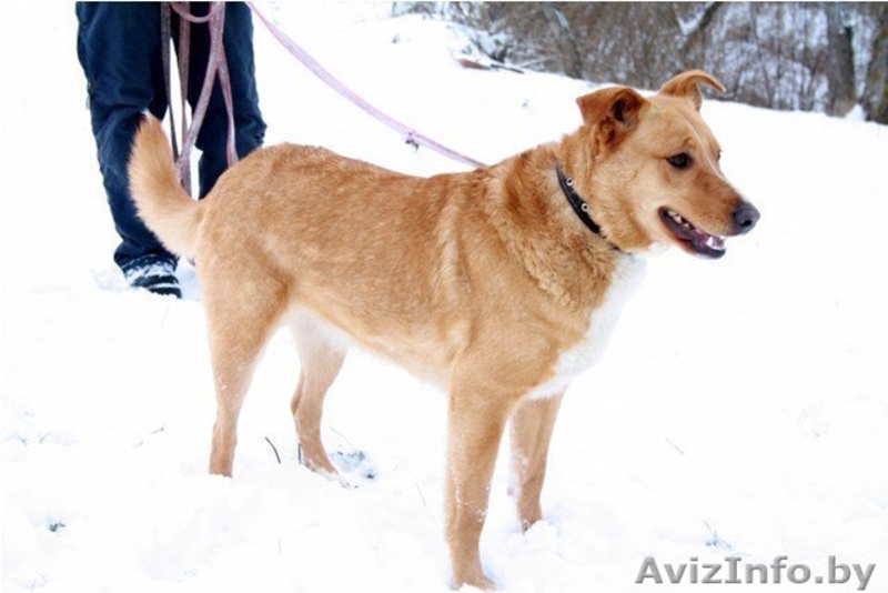 В дар! Собачка Ханка – ласковое рыжее солнышко. - Изображение #2, Объявление #303687