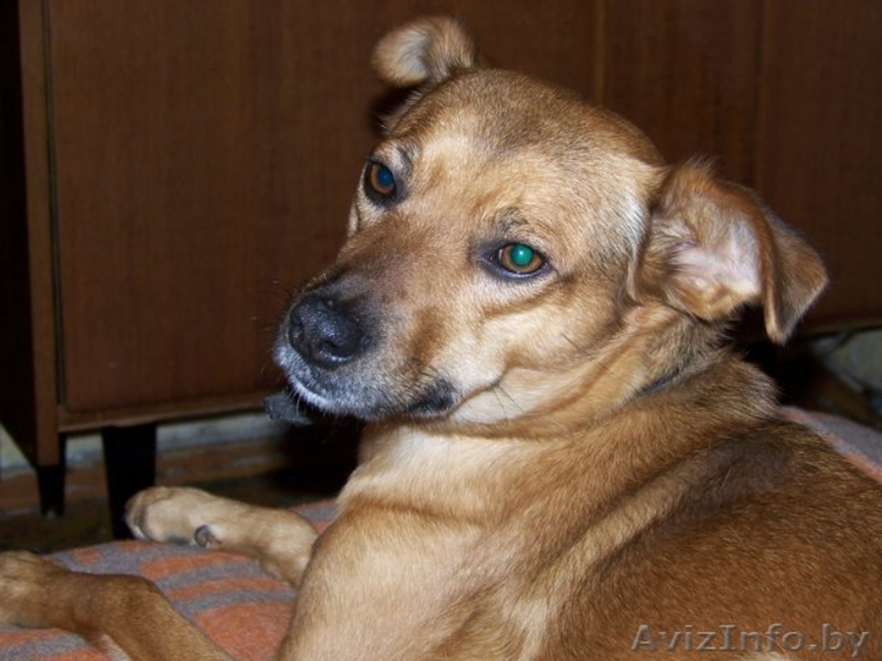 Собачка Машенька мечтает обрести дом!! - Изображение #1, Объявление #293682