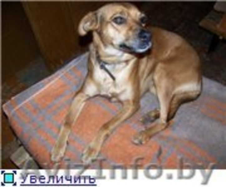 Собачка Машенька мечтает обрести дом!! - Изображение #2, Объявление #293682