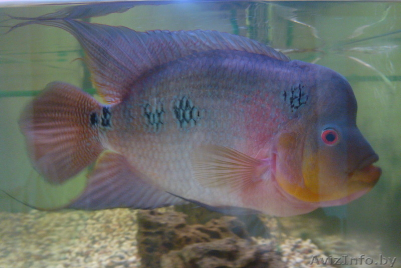 Аквариум 350 л б/у полный комплект - Изображение #4, Объявление #283847