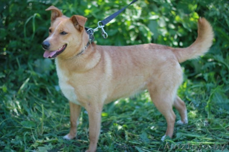 В дар! Собачка Ханка – ласковое рыжее солнышко. - Изображение #3, Объявление #303687