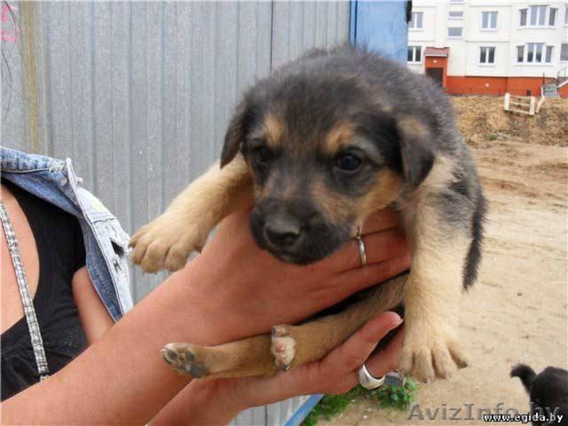 Забирая одного из них - ты сохраняешь жизнь! - Изображение #4, Объявление #303049