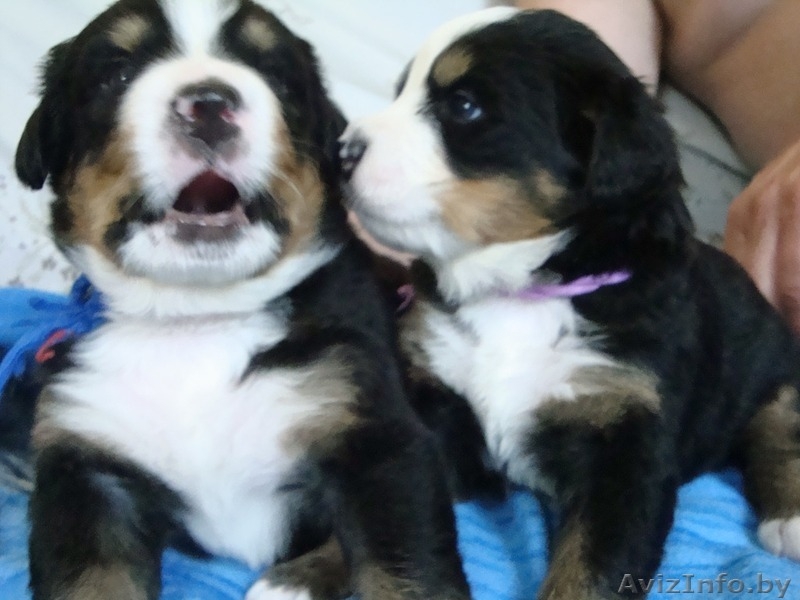 Швейцарская горная овчарка - Изображение #1, Объявление #285617