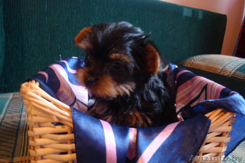 Продам милых щенков йоркширского терьера - Изображение #2, Объявление #271817