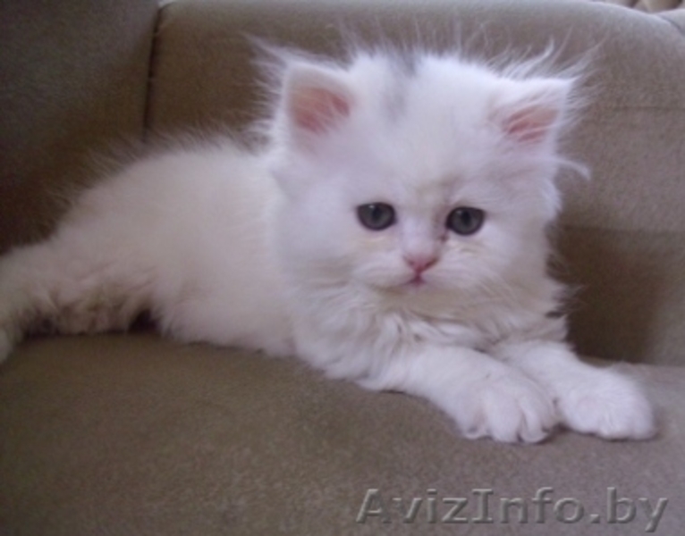 Персидские чистокровные котята,  красивые и очаровательные! Недорого! - Изображение #1, Объявление #294356