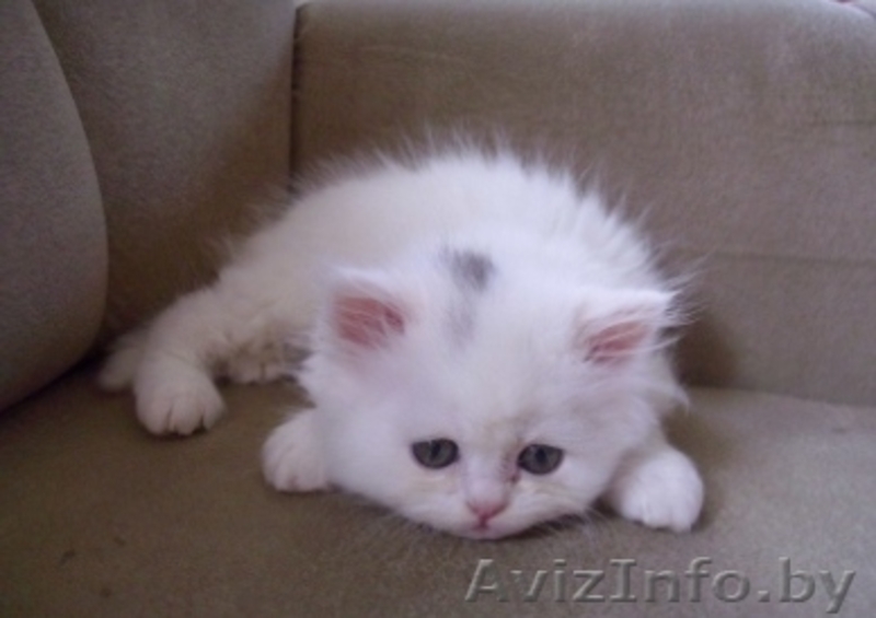 Персидские чистокровные котята,  красивые и очаровательные! Недорого! - Изображение #4, Объявление #294356