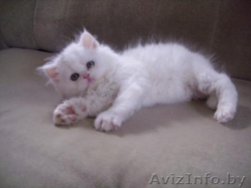 Персидские чистокровные котята,  красивые и очаровательные! Недорого! - Изображение #2, Объявление #294356