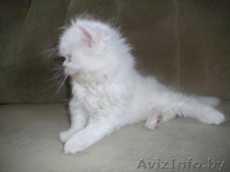 Персидские чистокровные котята,  красивые и очаровательные! Недорого! - Изображение #3, Объявление #294356