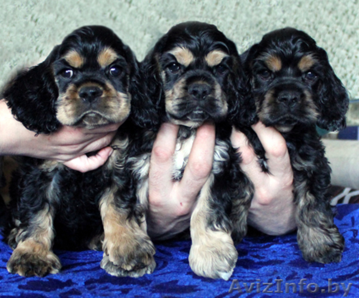 Американского кокер спаниеля, щенки - Изображение #2, Объявление #297881