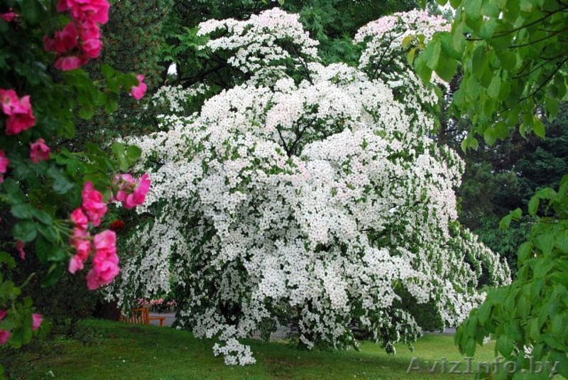 Декоративные растения  в Минске - Изображение #7, Объявление #281606