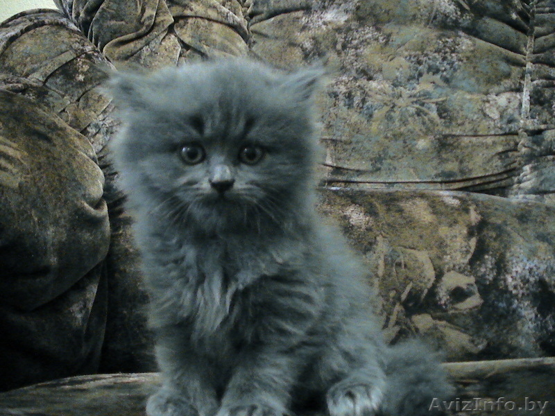 Британские короткошерстные,плюшевые котята  - Изображение #3, Объявление #297926
