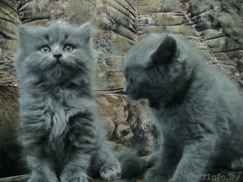 Британские короткошерстные,плюшевые котята  - Изображение #2, Объявление #297926