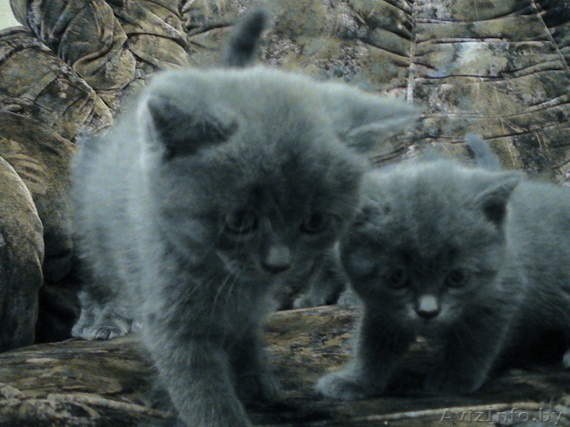 Британские короткошерстные,плюшевые котята  - Изображение #1, Объявление #297926