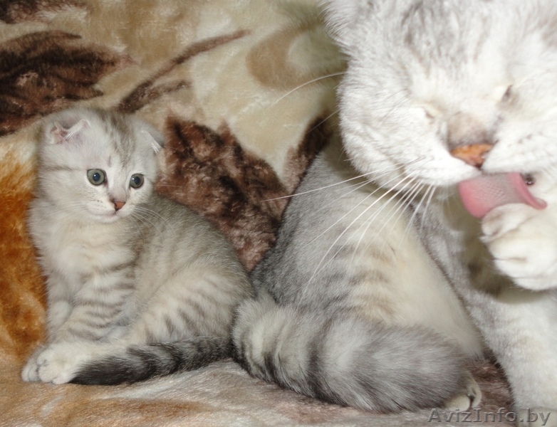 Шотландские вислоухие (скоттиш фолд) котята - Изображение #1, Объявление #298268