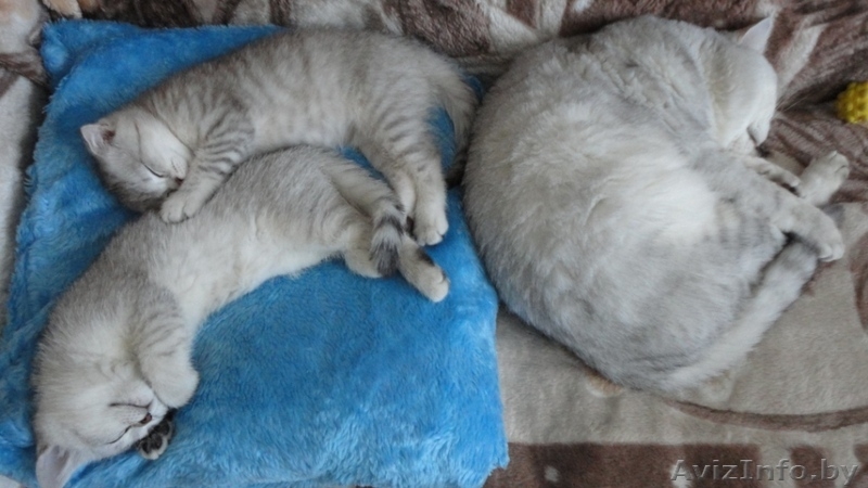 Шотландские вислоухие (скоттиш фолд) котята - Изображение #3, Объявление #298268